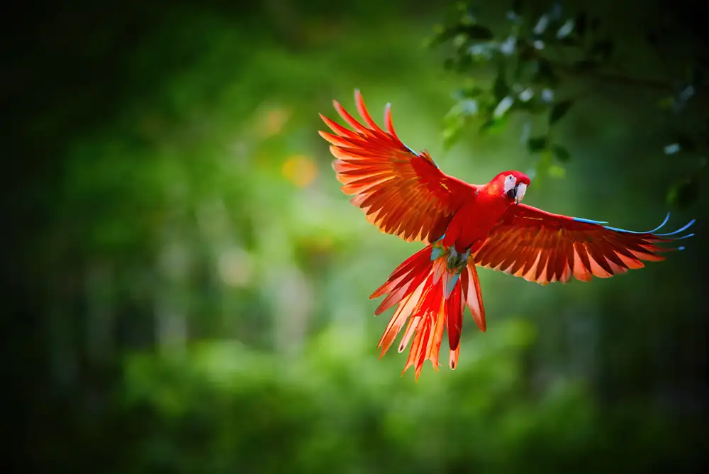 Regional Differences Coast, Andes, Amazon